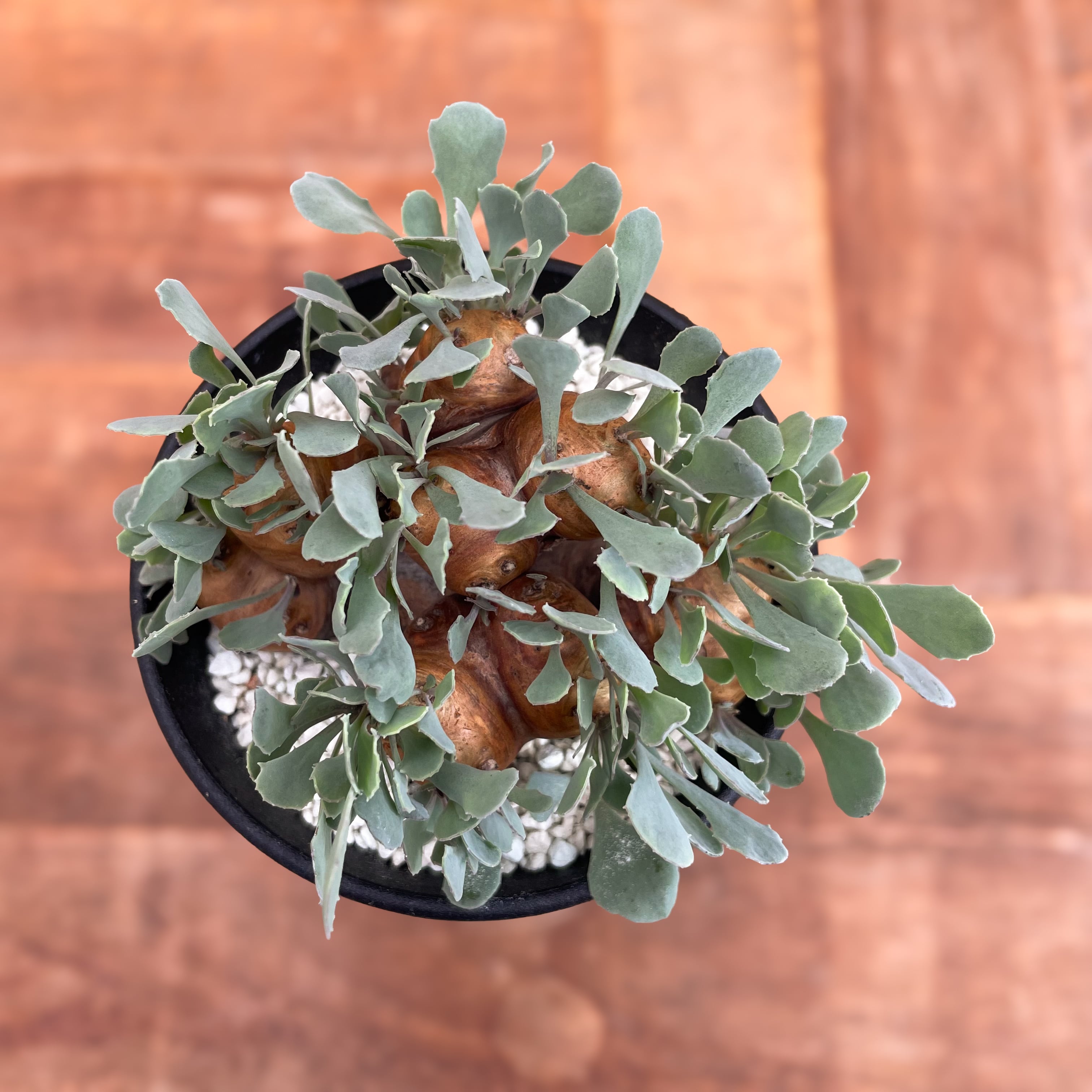 Othonna cacalioides【オトンナ・カカリオイデス】 | RIMO'S GREEN