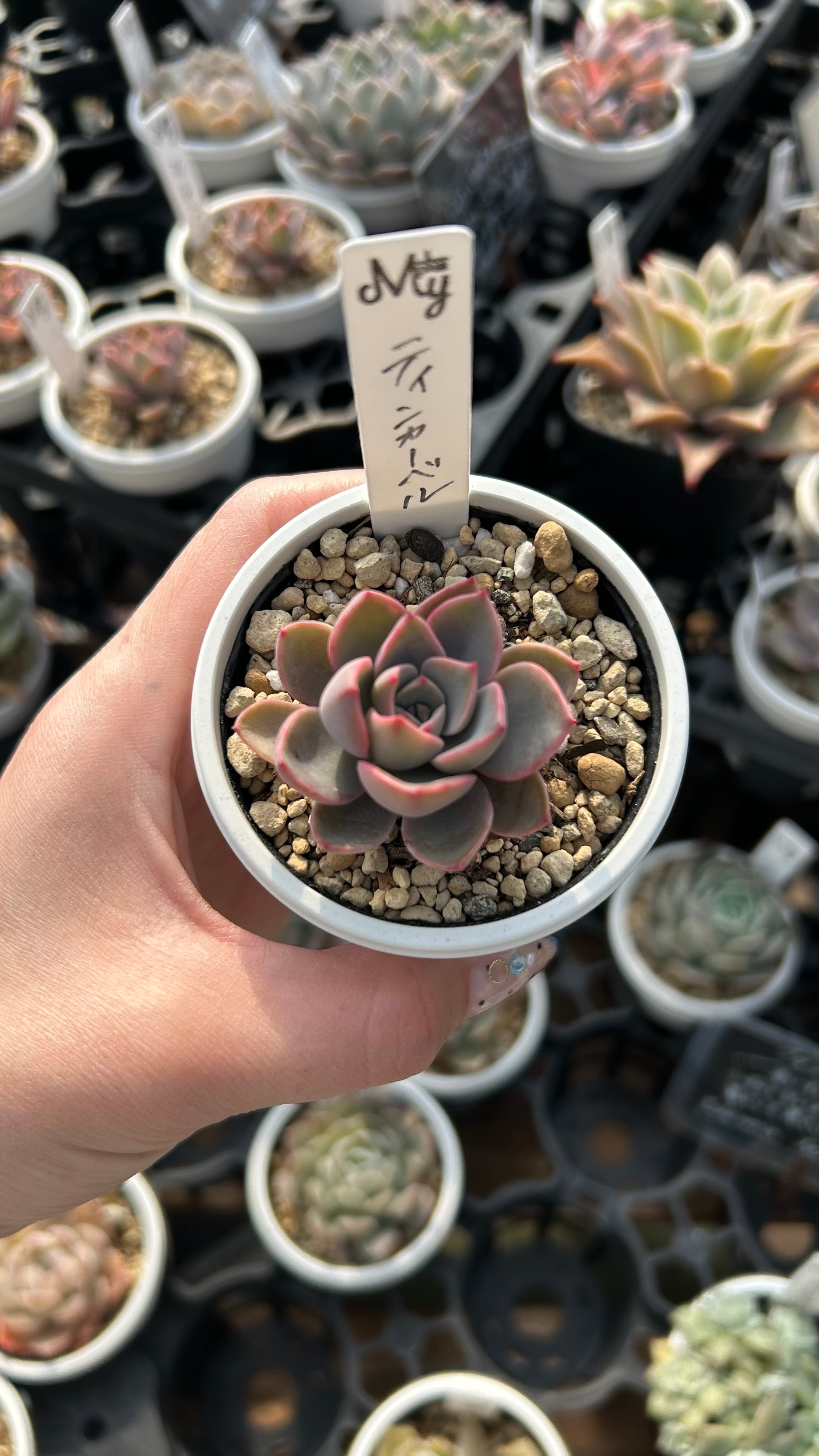 ティンカーベル 多肉植物 エケベリア 安心の生産ポットそのまま販売