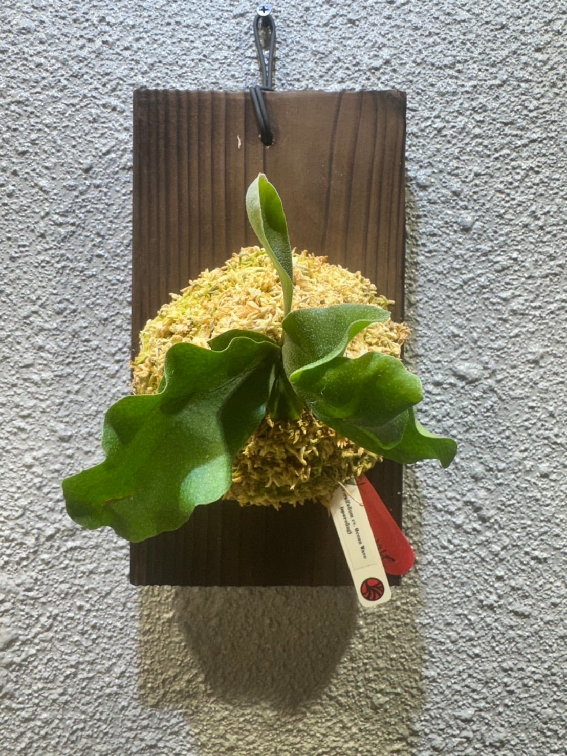 P.Diversifolium cv.OceanvWave spore | Plants.Links