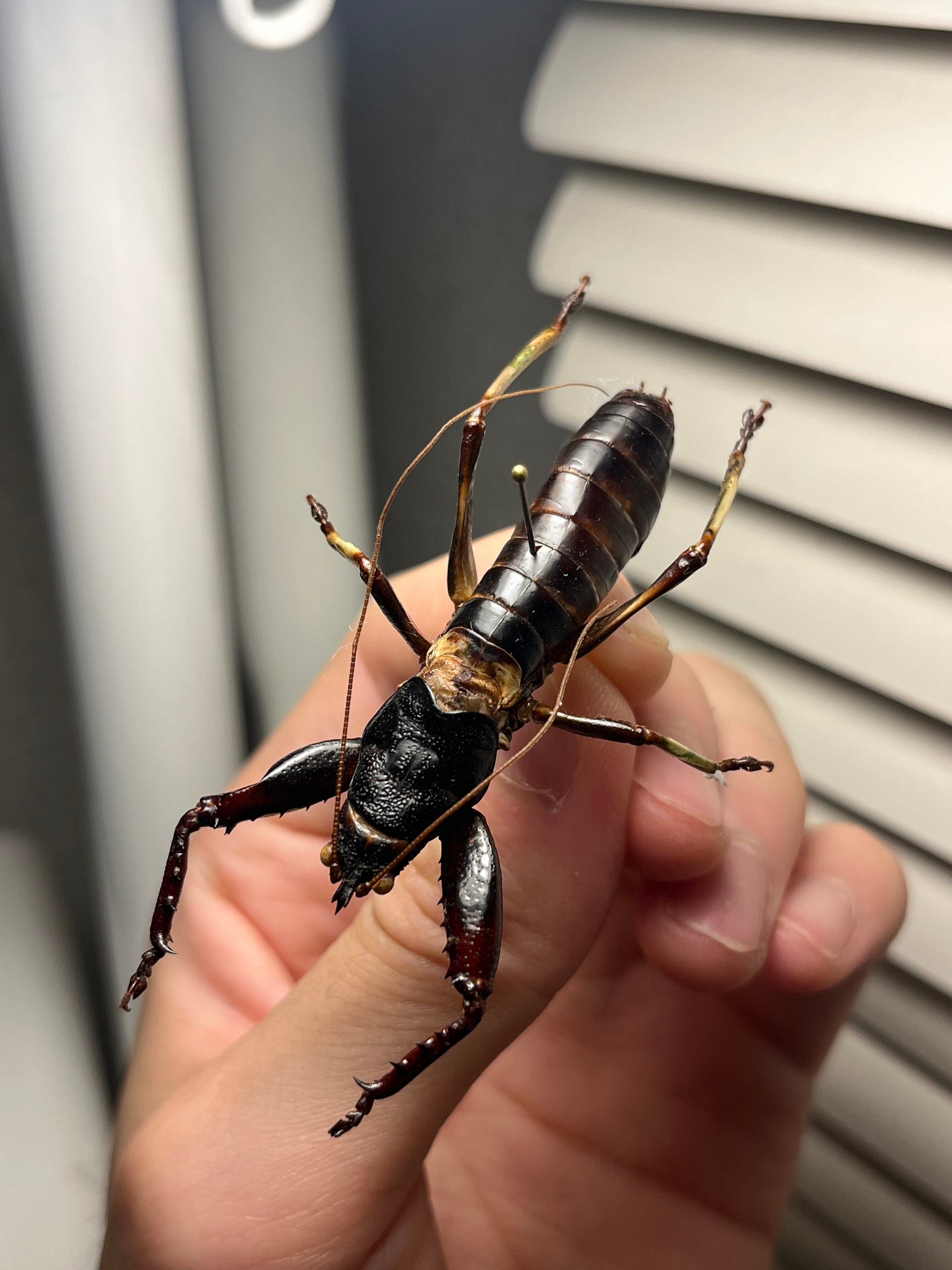 【53mm♂】マッチョキリギリス コロギス リオック　昆虫標本 53mm♂】マッチョキリギリス コロギス リオック ロブスターキリギリス