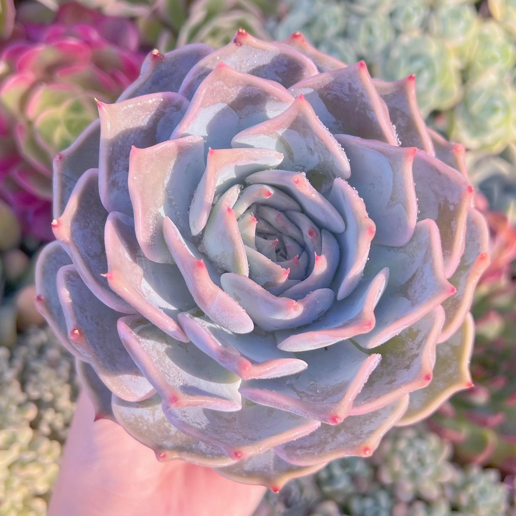 現品　ピカチュウ#F038　大苗　るる農園