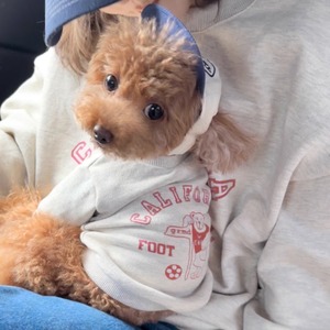 Dog カリフォルニアベア スウェット Pet60