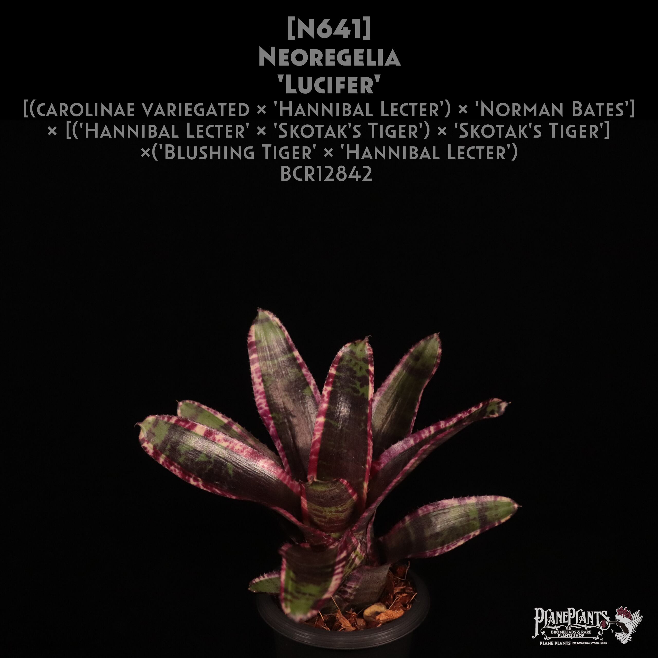 ネオレゲリア ロレナレクター ネオレゲリア ハンニバルレクター | GREEN LUCK