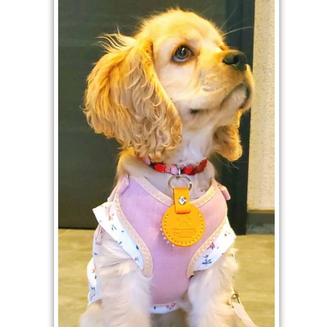 迷子札兼犬鑑札入れ Craftkitt くらふときっとてぃ