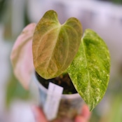 Anthurium (Papillilaminum variegated × Crystallinum Marble) × Red Vein Dark Phoenix|アンスリウム|観葉植物