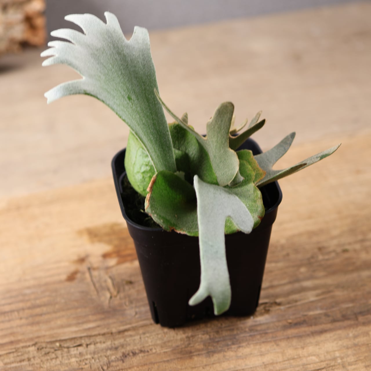 603『ビカクシダ ナノ Nano』 観葉植物【送料無料】 | MARX PLANTS
