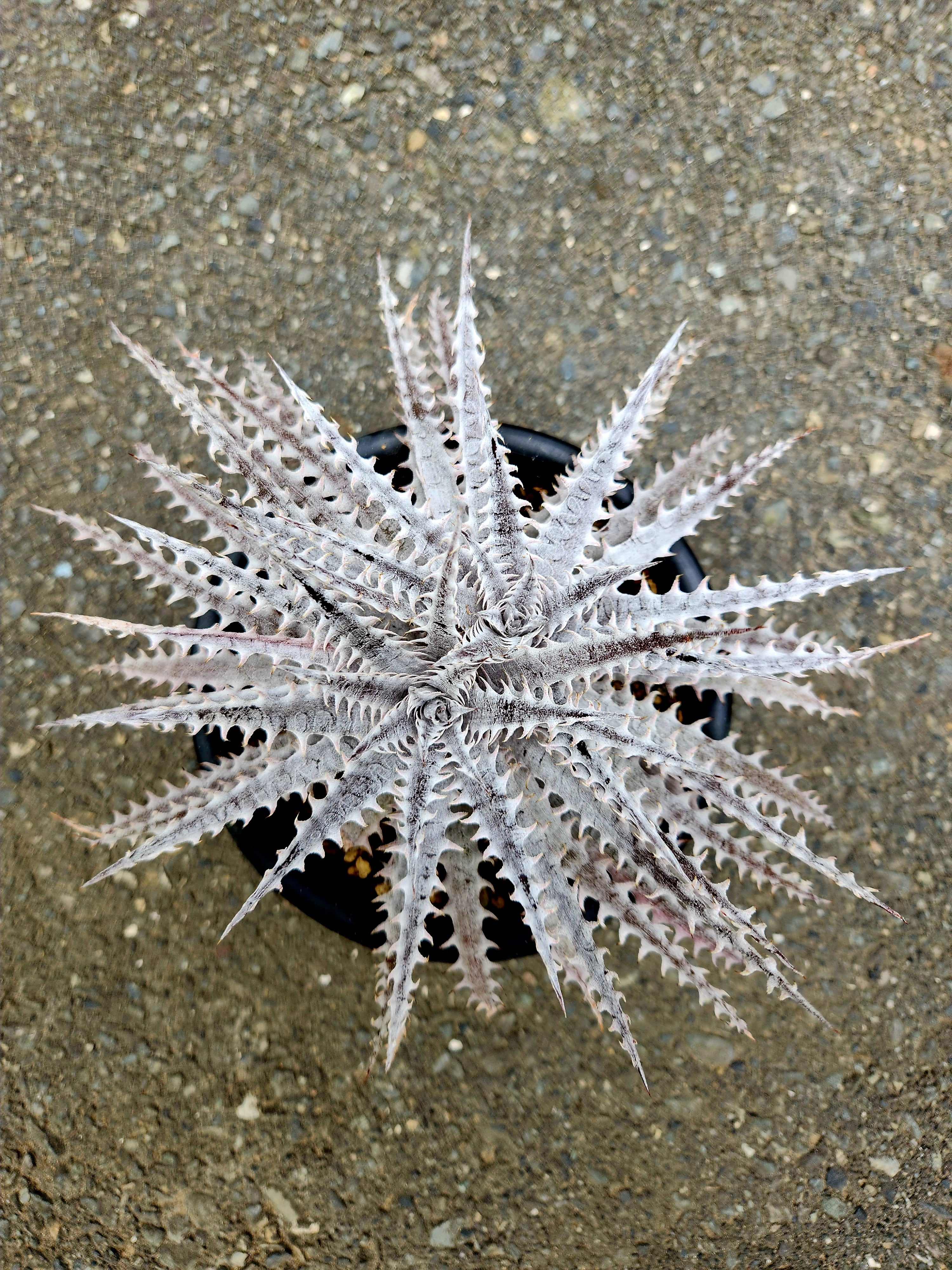 ディッキア・ヒラリー dyckia hillary | フラワーショップあきの