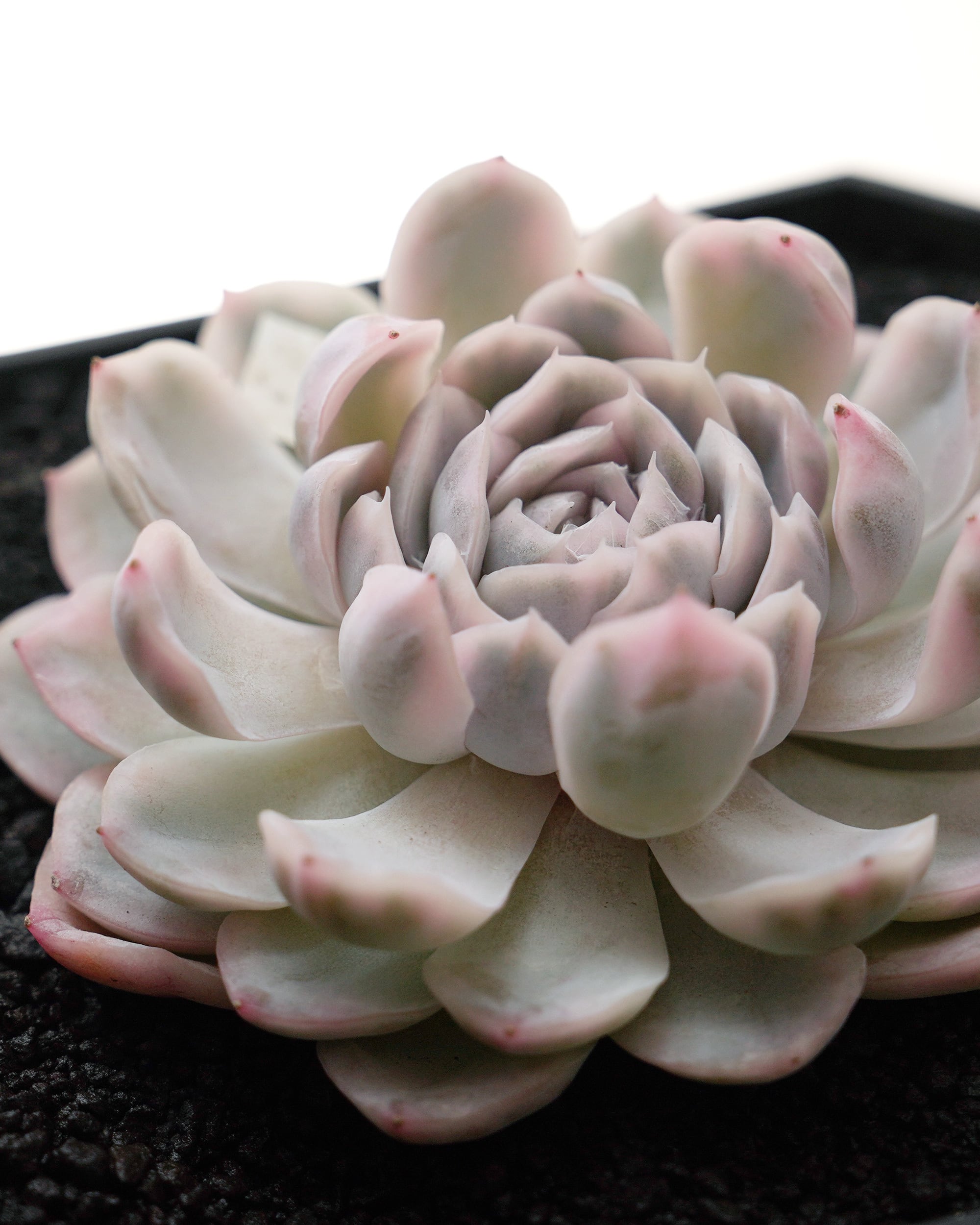 発根済カット苗 スノーボール 錦 Echeveria 'Snowball Variegated