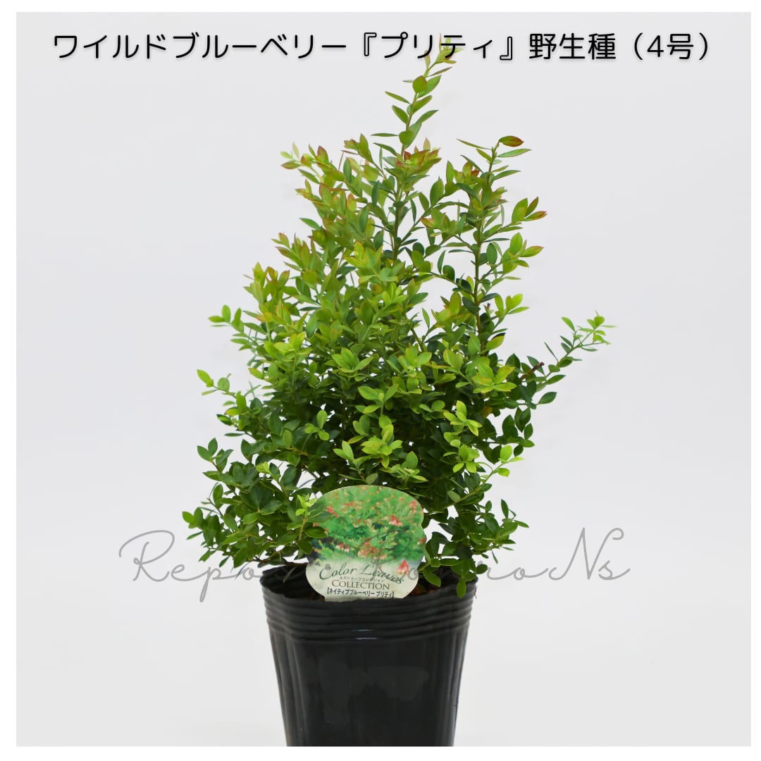 ワイルド(ネイティブ)ブルーベリー:プリティ・野生種(4号)果樹 ブルーベリー苗木 耐寒性低木樹