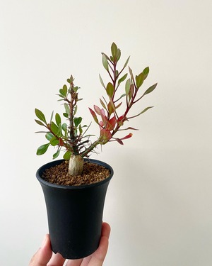 【新着】Fouquieria fasciculata【激レア塊根・ぷっくり選抜実生株】フォークイエリア ファシクラータ_6