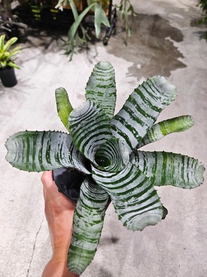 Aechmea chantinii Dark Horse 【artPLANTs/PLANTSGARAGE 】タンクブロメリア#エクメア