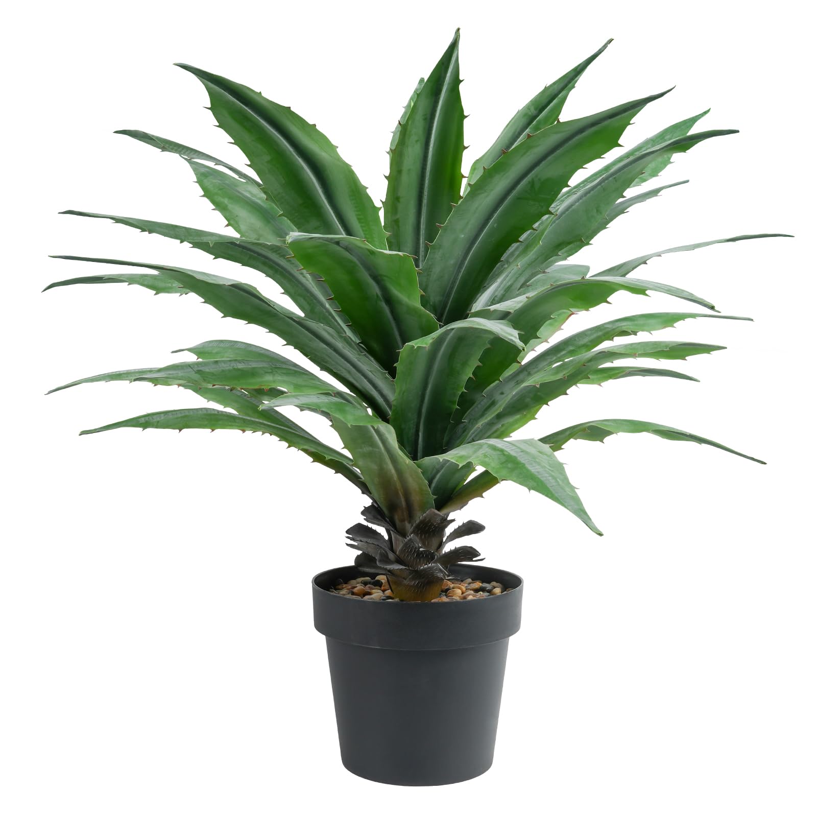 ovatifolia 'Lava Flow' オバティフォリア ラバフロー 薄斑 中斑 | PAY ID