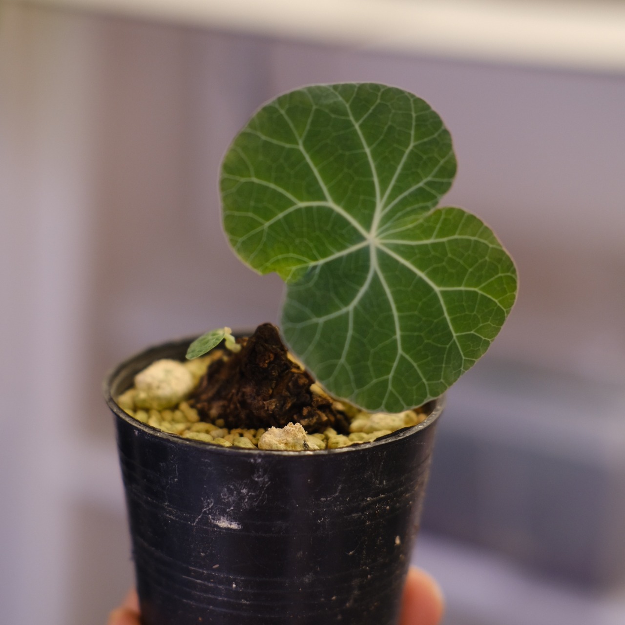 Stephania kaweesakii / ステファニア カウィーサキー㊹/ 観葉植物