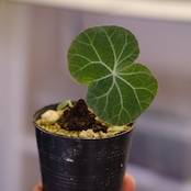 Stephania kaweesakii / ステファニア カウィーサキー㊹/ 観葉植物