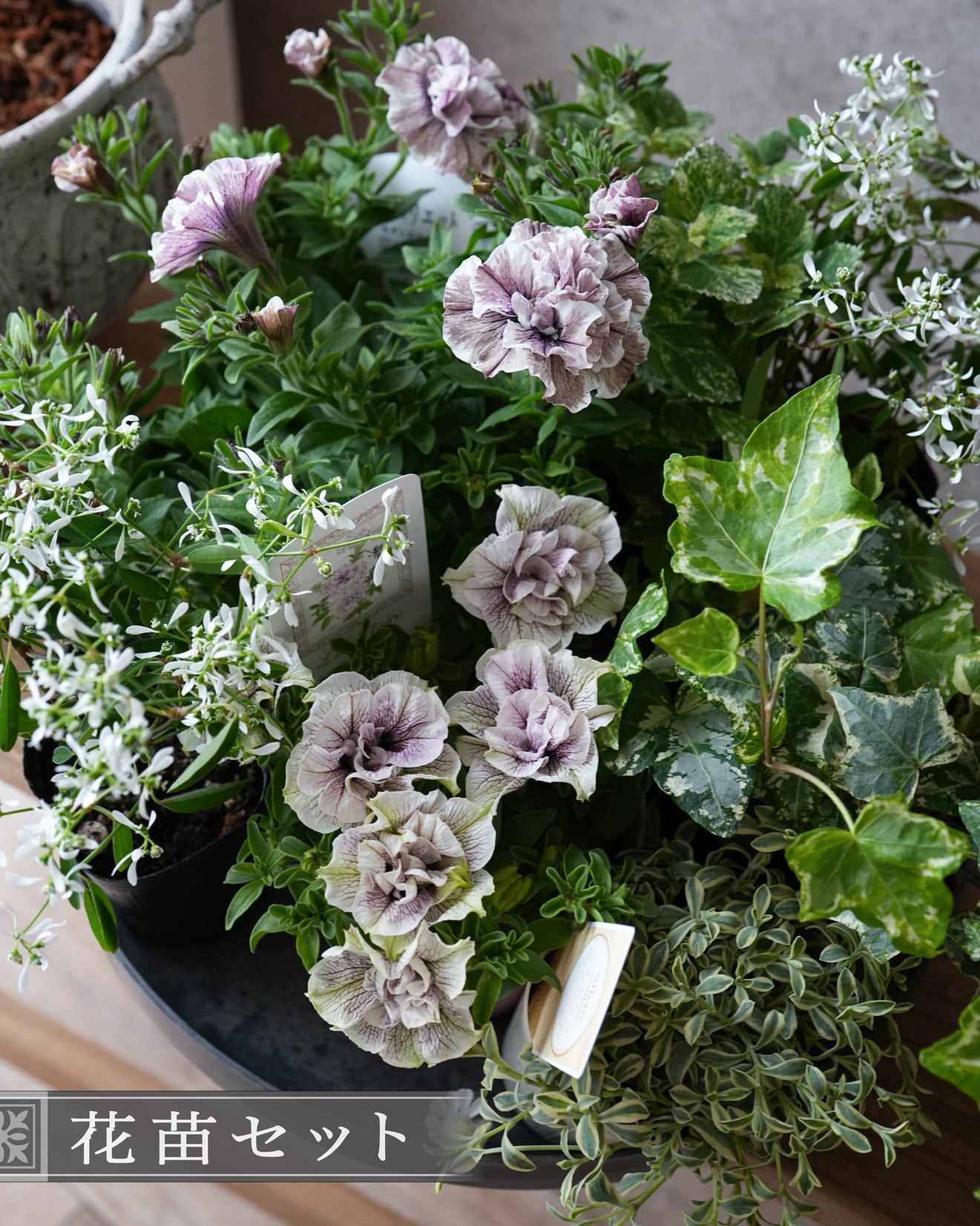 花苗セット】 アンティークラベンダー系ペチュニアの ミニ寄せ植え花苗