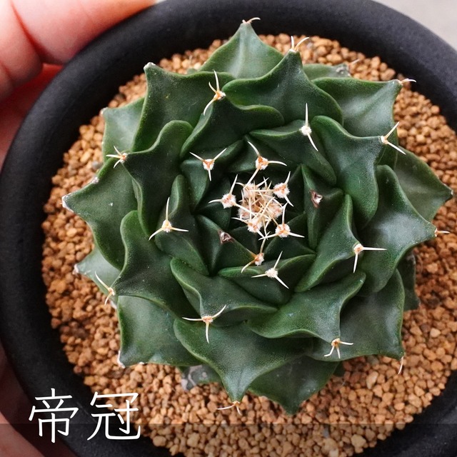 【帝冠】オブレゴニア　デネグリイ　お花のようなサボテン