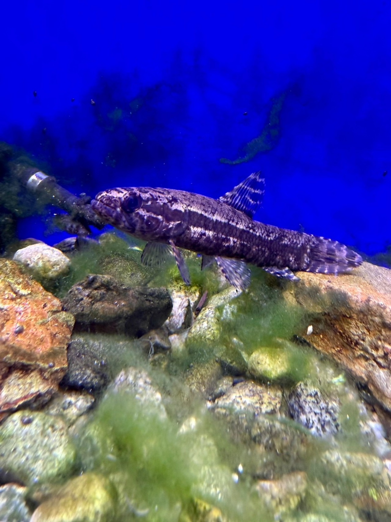 ワイルド・ブラックタライロン（アタバポ） - 4