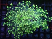 Euphyllia Divisa