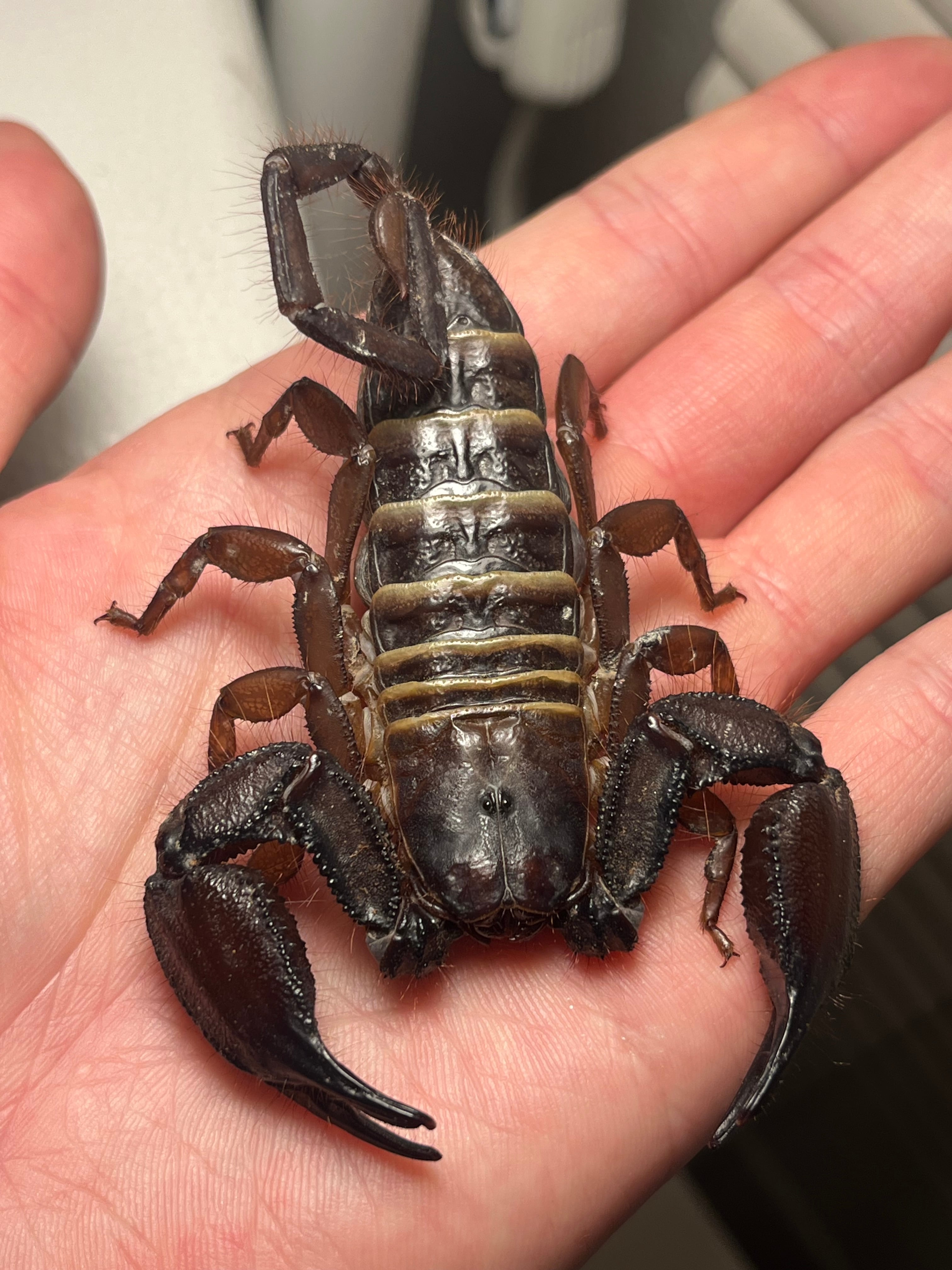 サソリ | オモニキチュウ 【巨大蠍標本】アジアンフォレスト