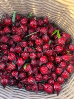 【数量限定】狭山のローゼル 〜Roselle Syrup〜