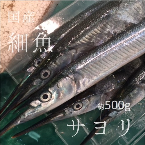 サヨリ 特選 国産（茨城・竹岡他）豊洲直送 500g（4-7本）細魚 刺身【サヨリ500g】 冷蔵