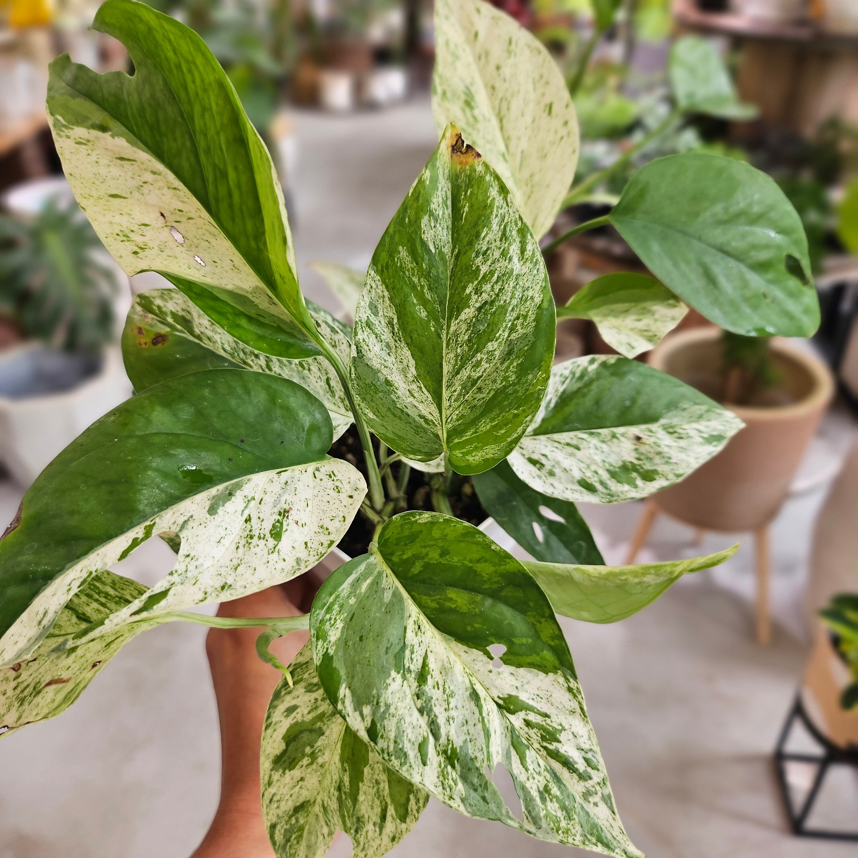 Sansevieria 'Tower Variegated' サンスベリア・タワー 斑入り | Pay ID