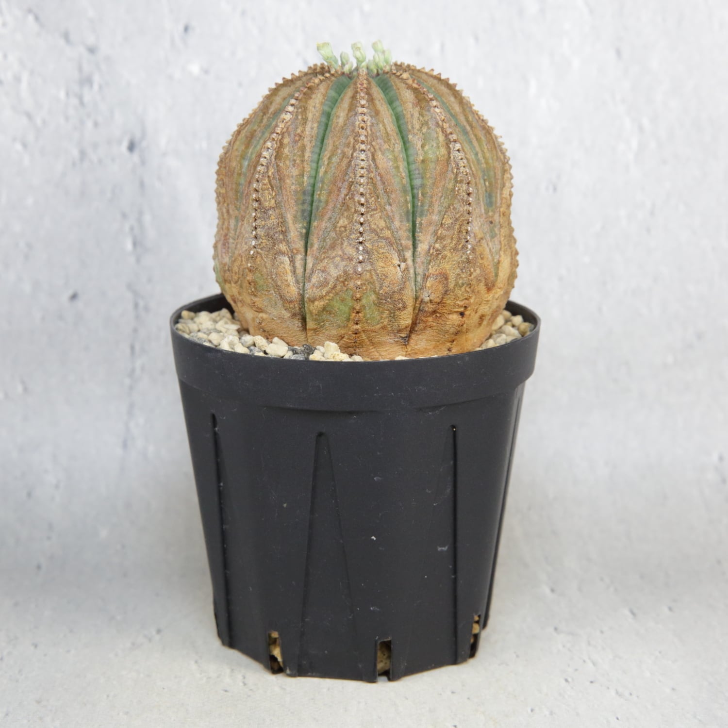 オス株 超木質化 超良型 超ラギット オベサ / 木質化