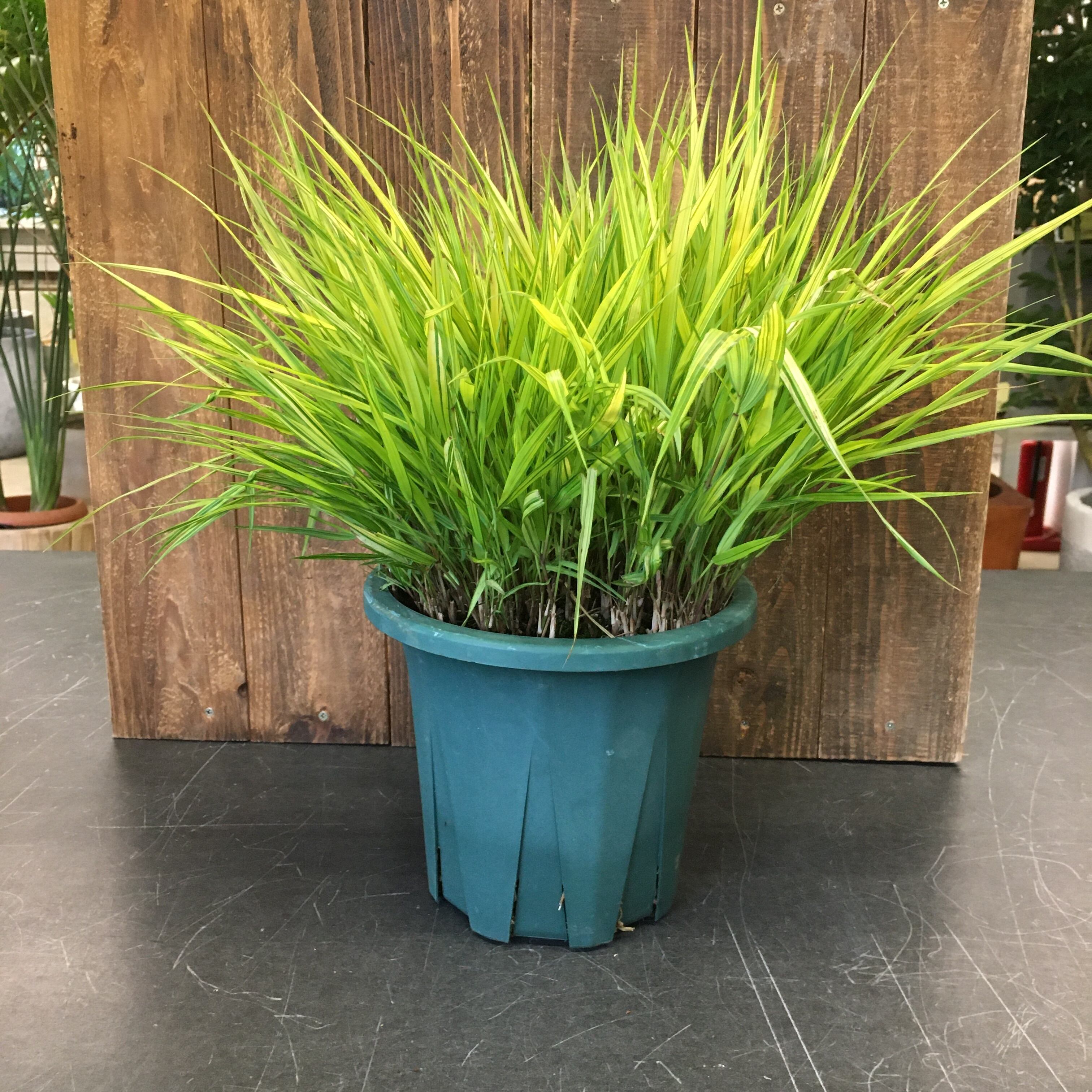 フウチソウ Protoleaf プロトリーフ