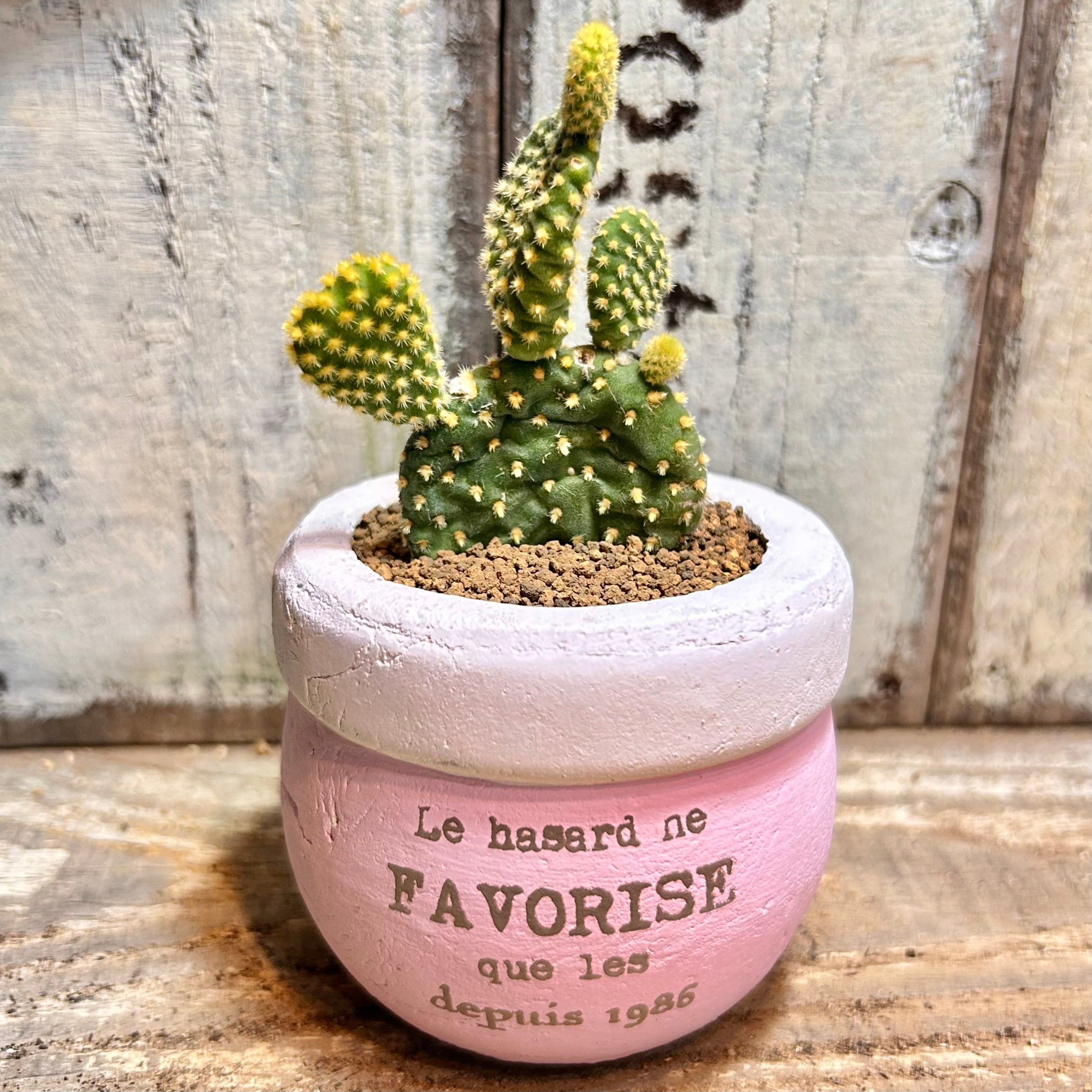 植木鉢 | RuPo 多肉植物専門店