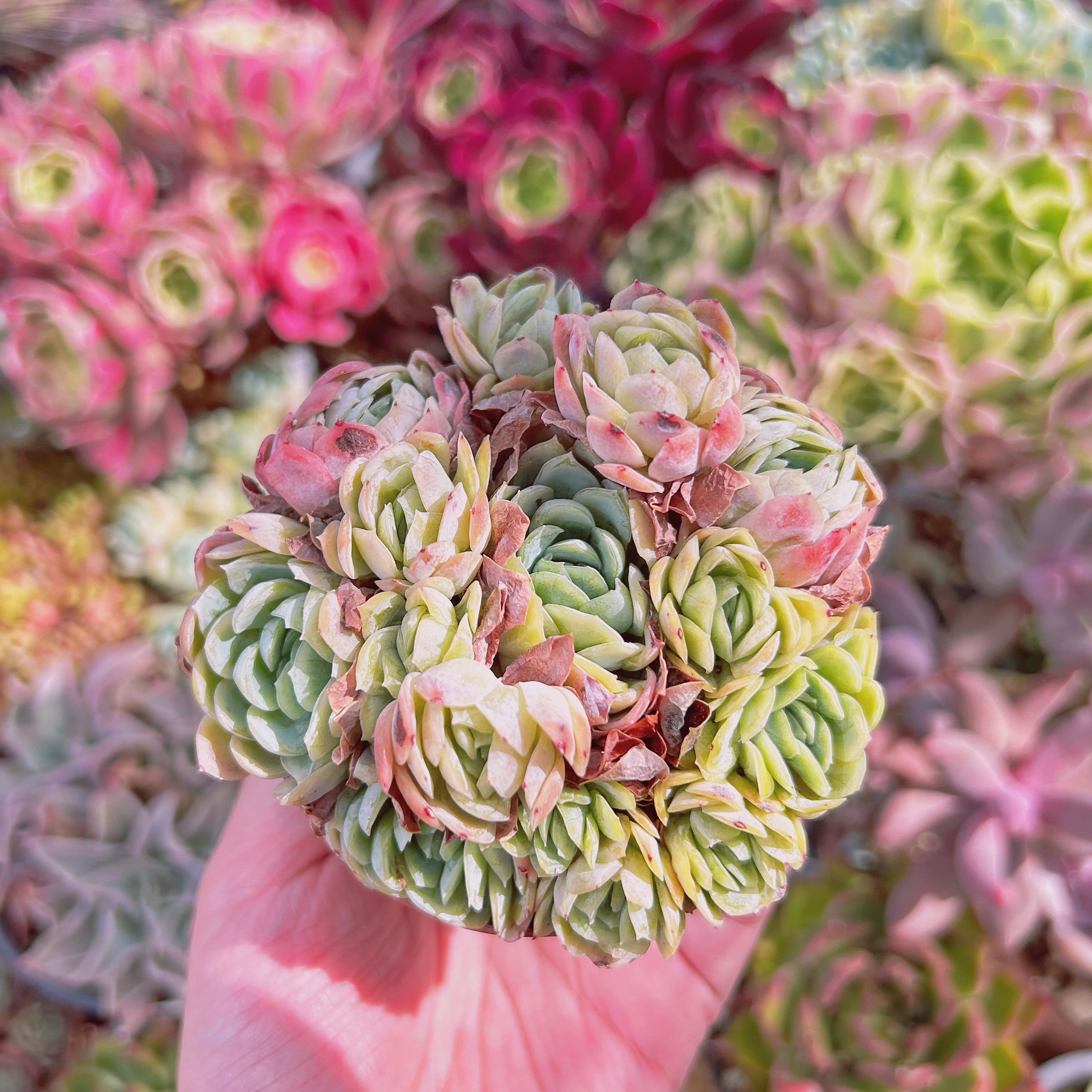 2202現物 多肉植物 ラズベリーアイス | るる農園~多肉植物専門