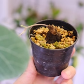 Stephania kaweesakii / ステファニア カウィーサキー㊷/ 観葉植物