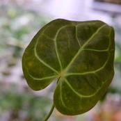 Anthurium Clarinervium × Crystallinum② / アンスリウム クラリネルビウム×クリスタリナム