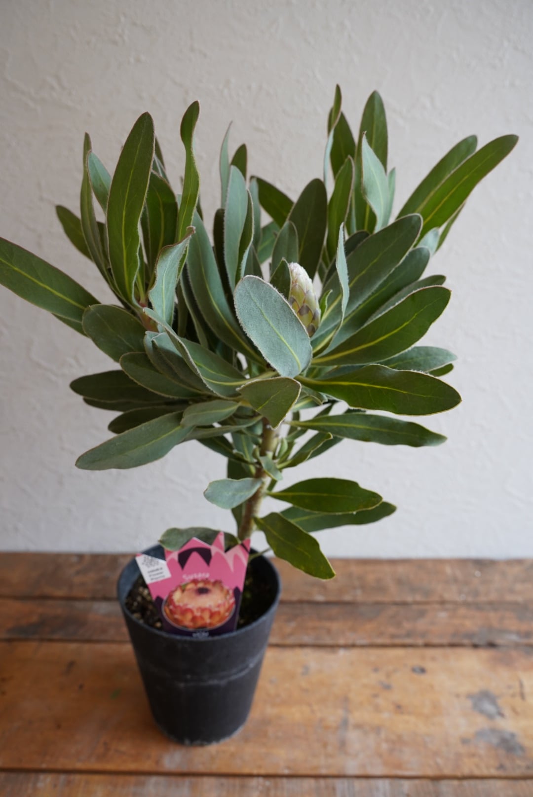 ペトロフィル エリシフォリア② | 沼ノ上農園