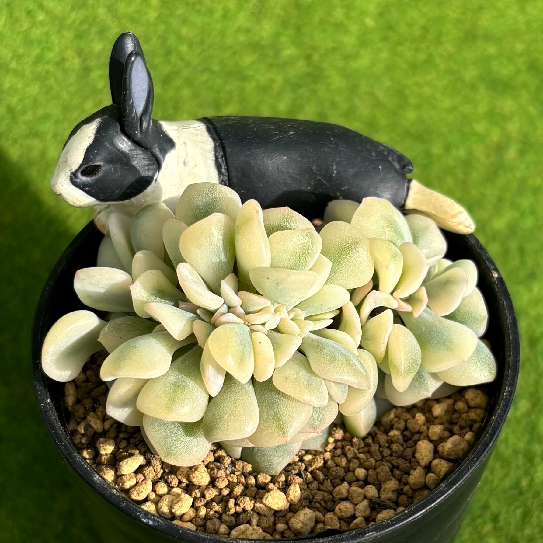 斑入り | 多肉植物 豆彦商店