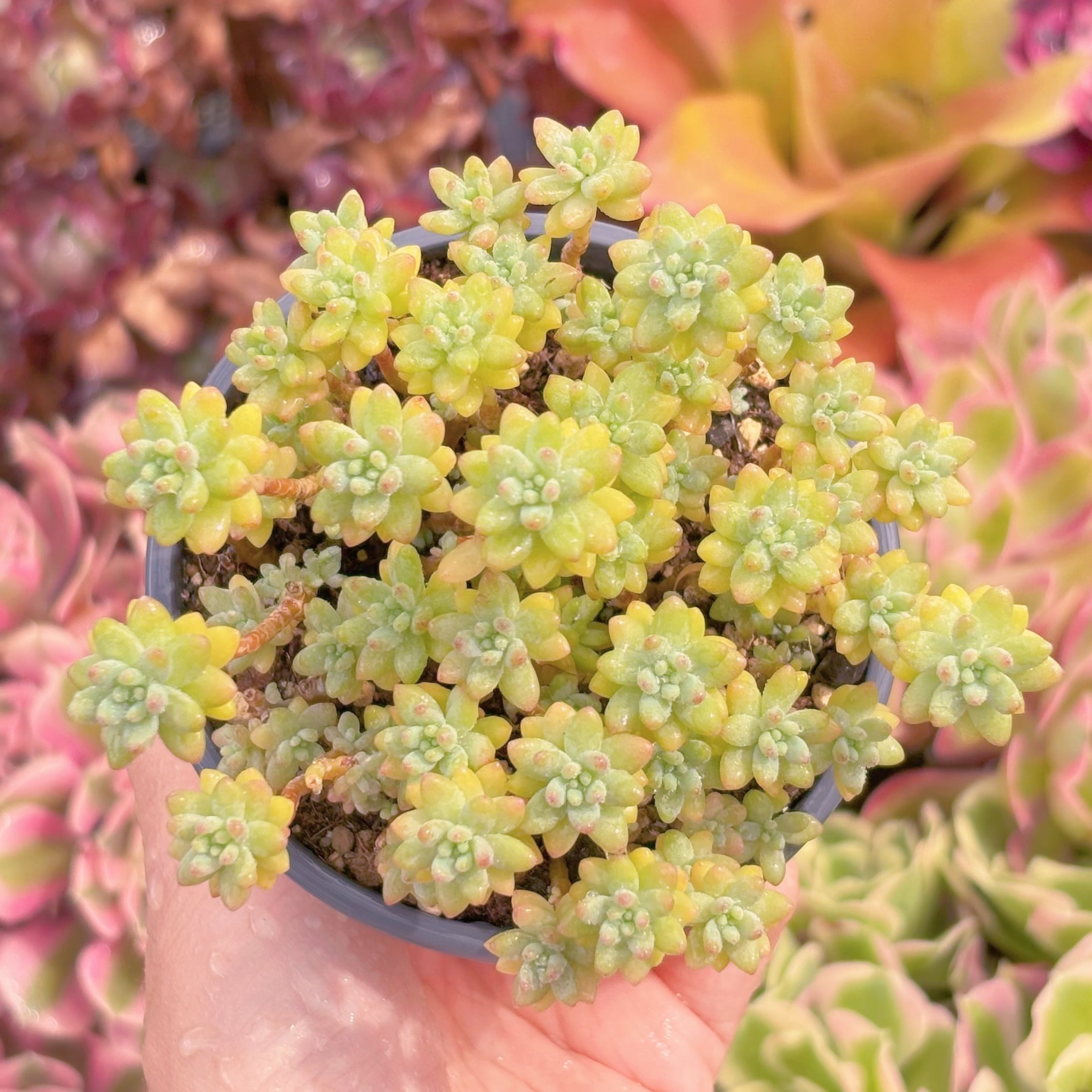 現品　Flower Group Variegata#857　るる農園