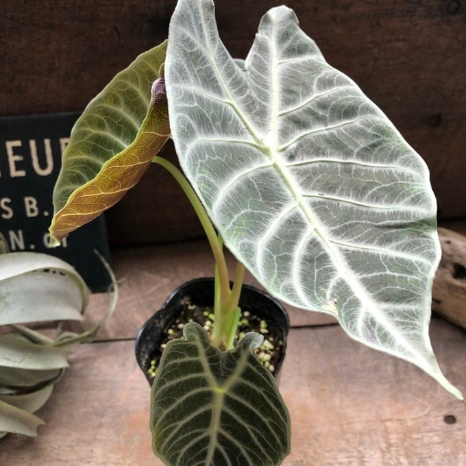 ワトソニアライトニング 即完売 アロカシア 観葉植物 | 植物の店ベリー