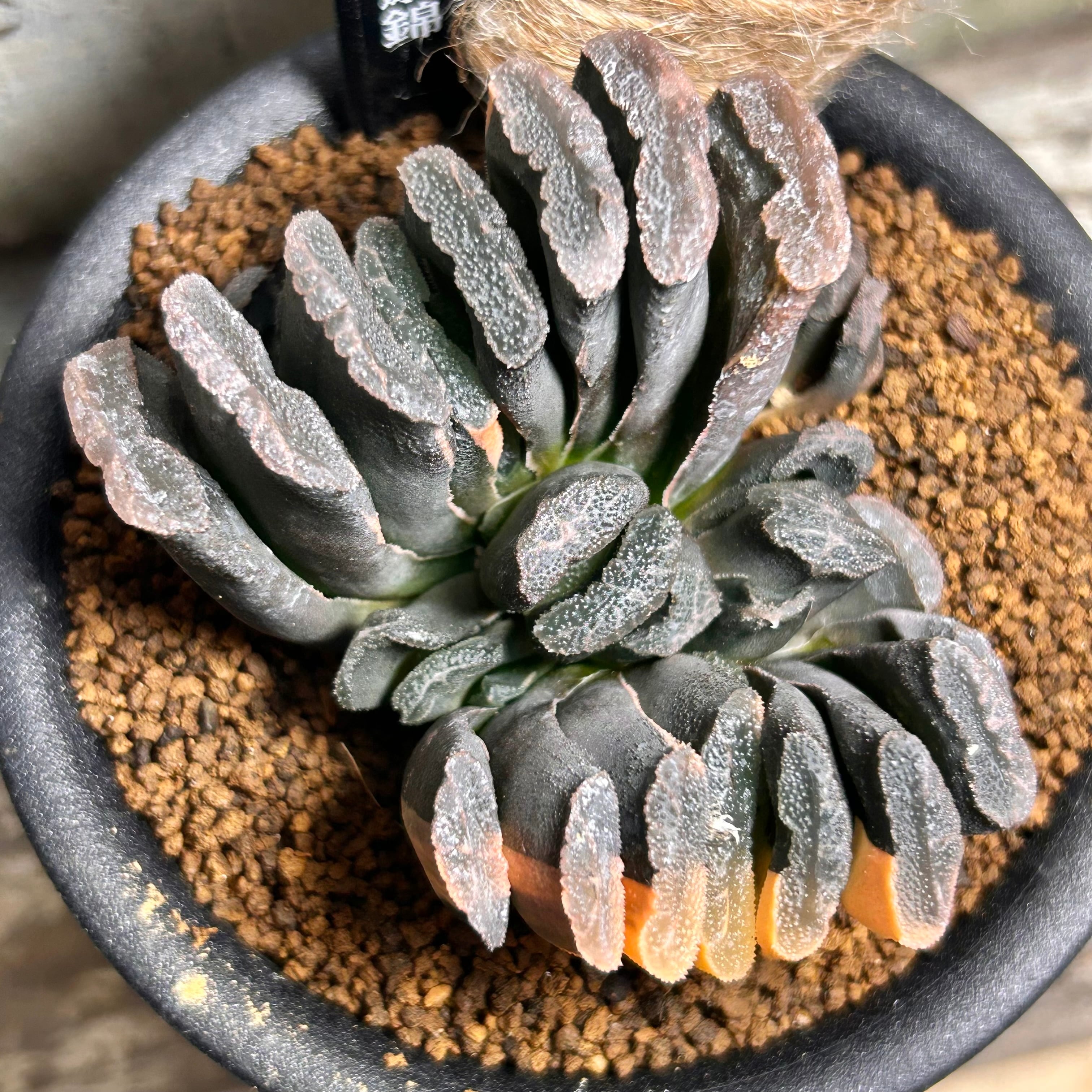 38a 多肉植物 ハオルチア　大黒玉扇錦　自家繁殖　鉢植え発送 T) 玉扇錦 ハオルチア | RuPo 多肉植物専門店