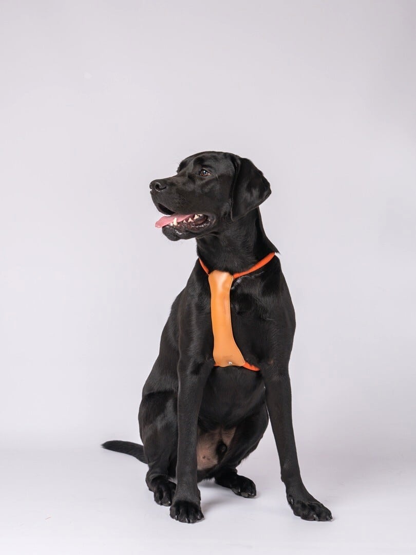 Lサイズ」エッセンシャルハーネス【HOZI】 | HOZI(ホジ)