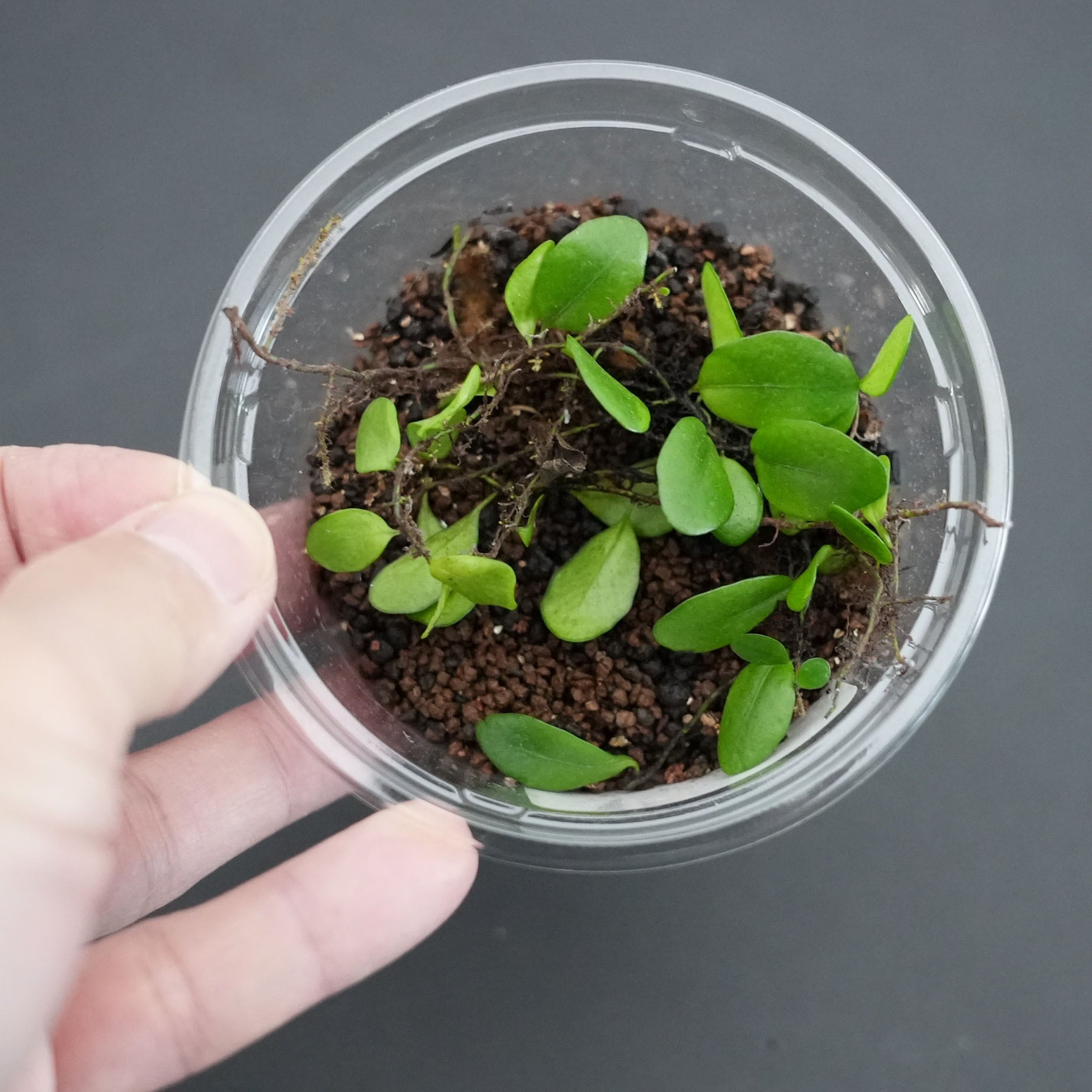 マメヅタLemmaphyllum microphyllum｜苔テラリウム作製用素材◇壁面や