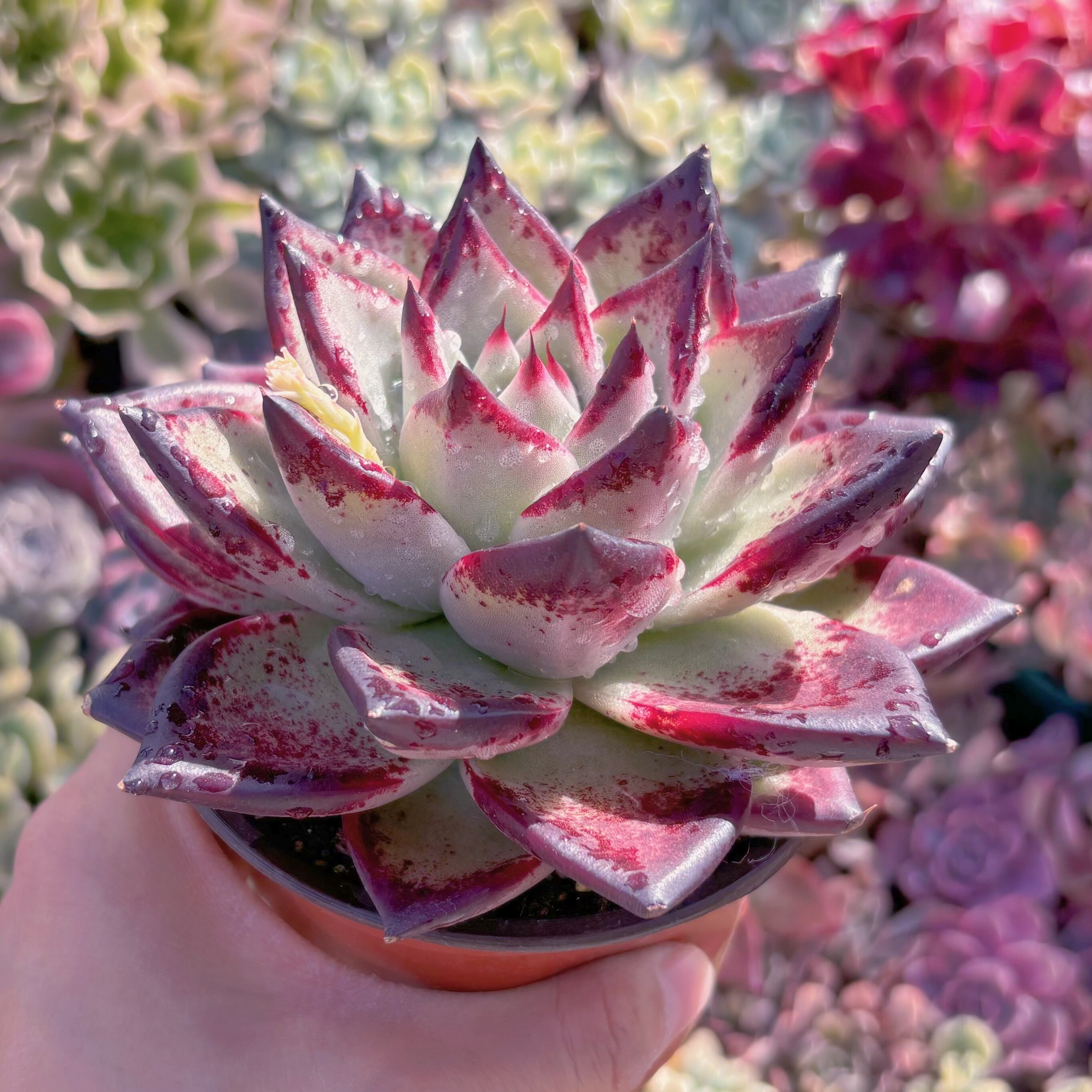 現品　黒魔王#249　特大苗　るる農園