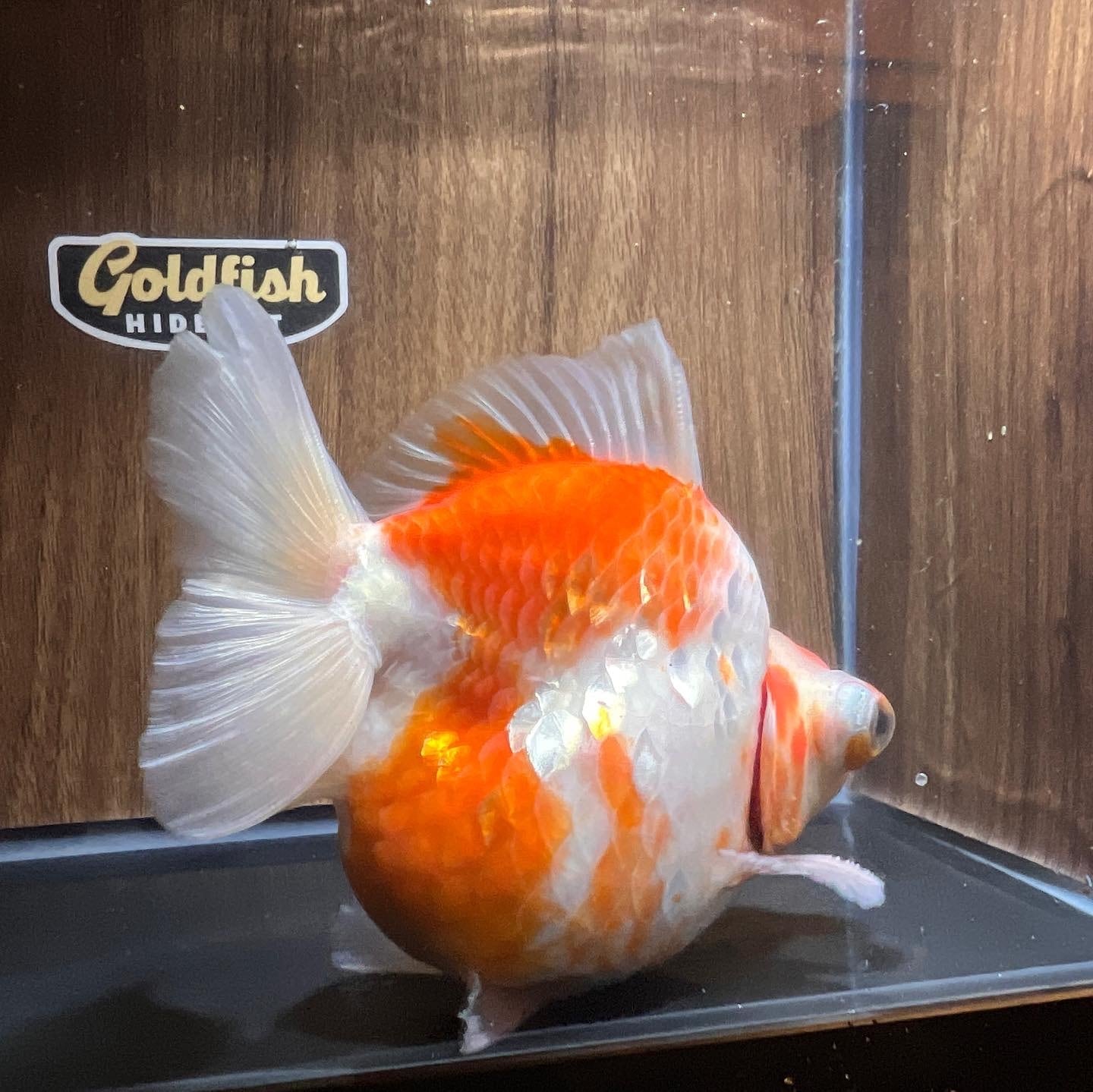 中国産 桜出目金ST 葡萄目 11cm