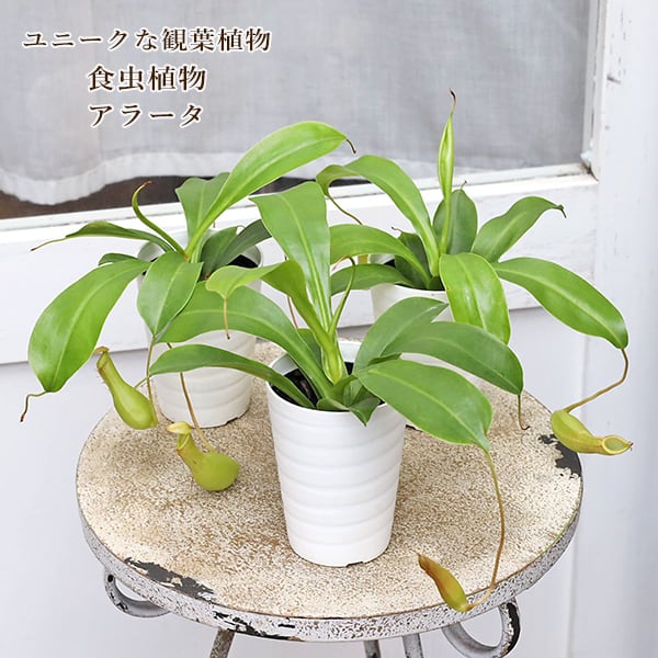 値下げセール 観葉植物 食虫植物 ウツボカズラ ネペンテス アラータ 3