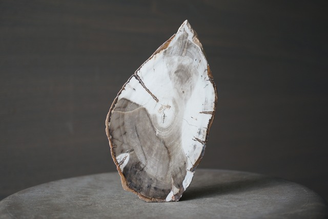 マダガスカル産ペトリファイドウッド Petrified Wood 1270
