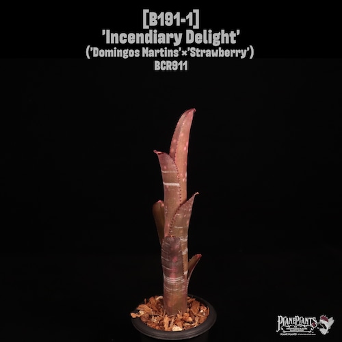 Billbergia 'Incendiary Delight'〔ビルベルギア〕B189-1