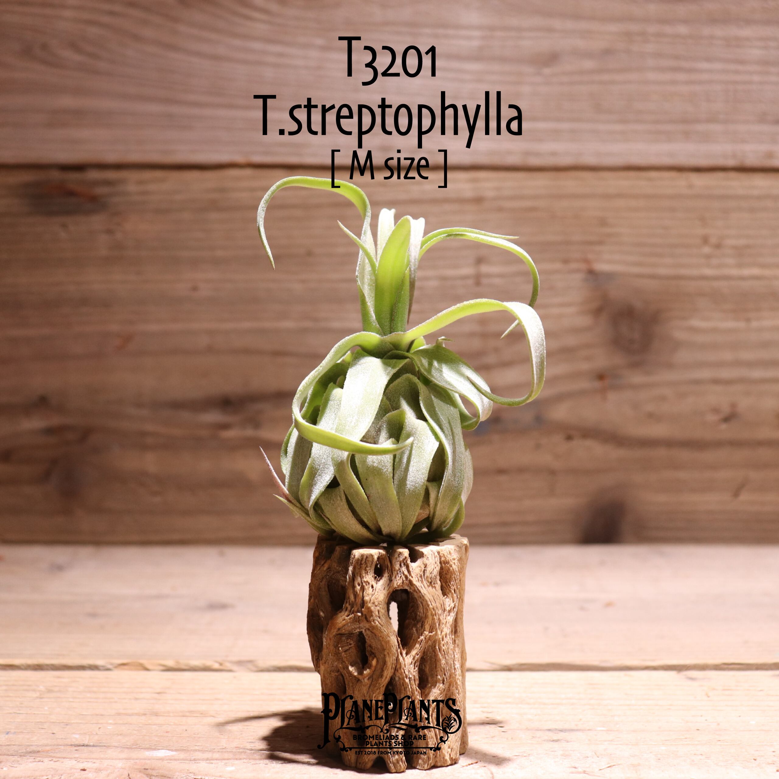 【送料無料】streptophylla M〔エアプランツ〕現品発送T3201