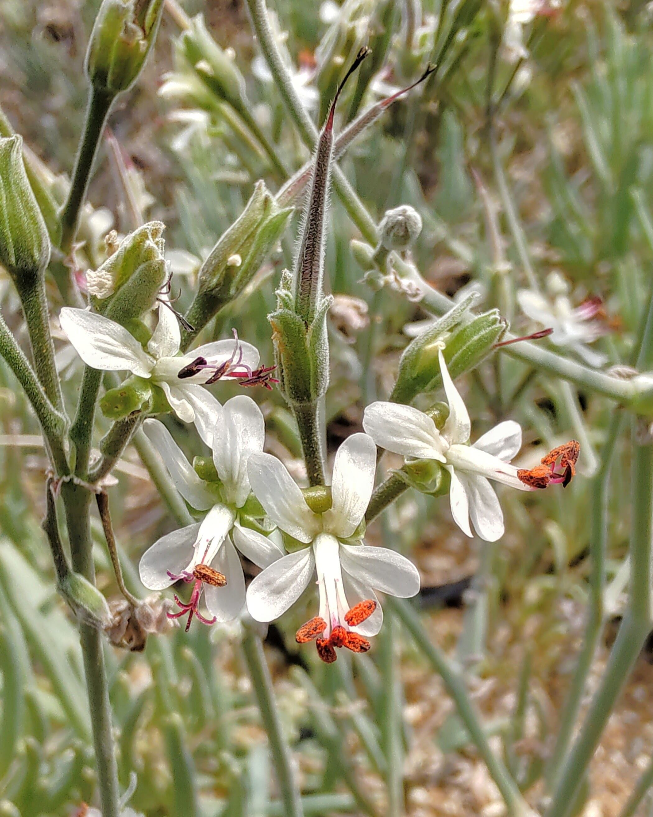 種子/10粒】Pelargonium parviflorum (JAA 2327)/ペラルゴニウム