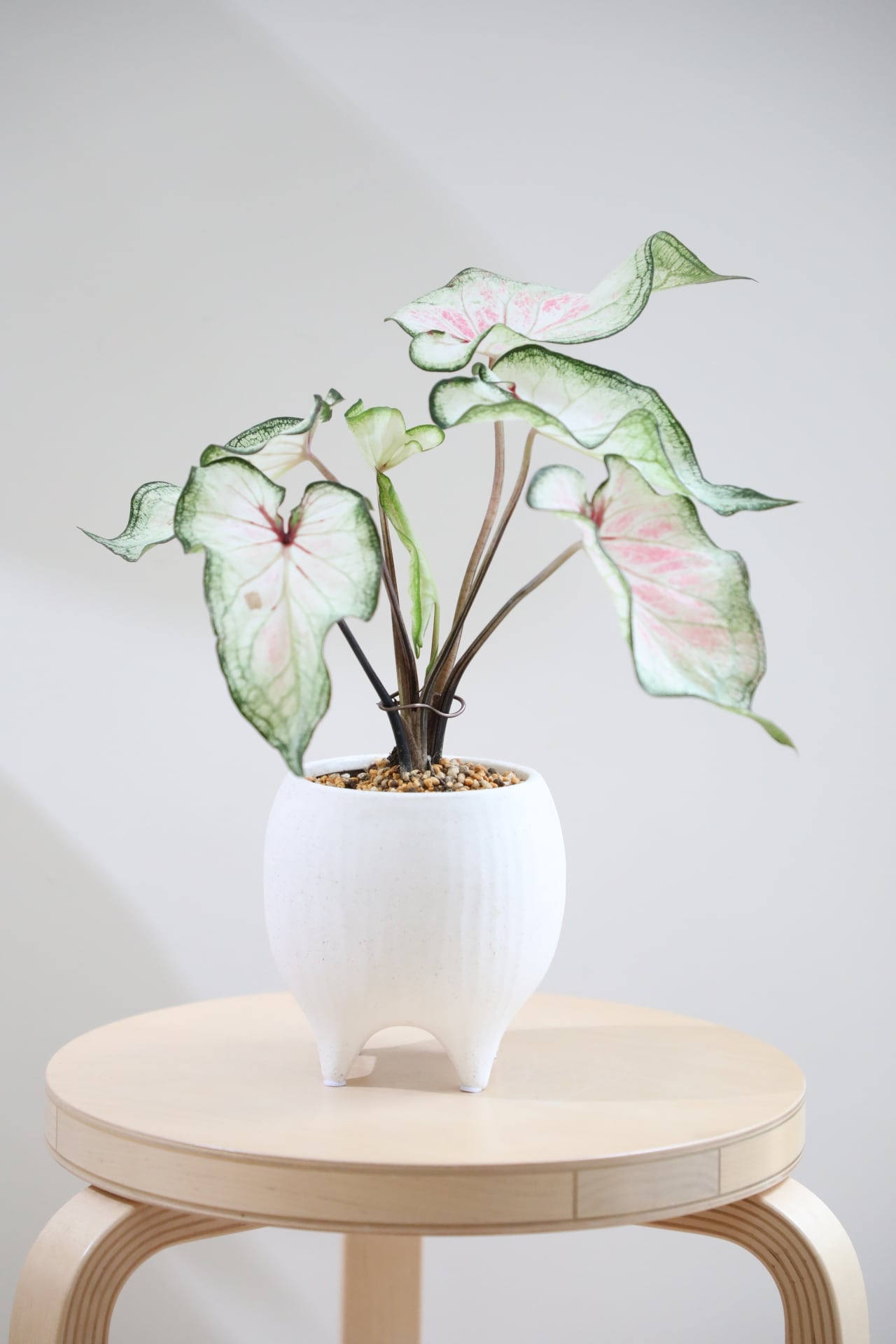 S】カラジウム ホワイトワンダー/Caladium | 【厳選植物・器】MIDORI