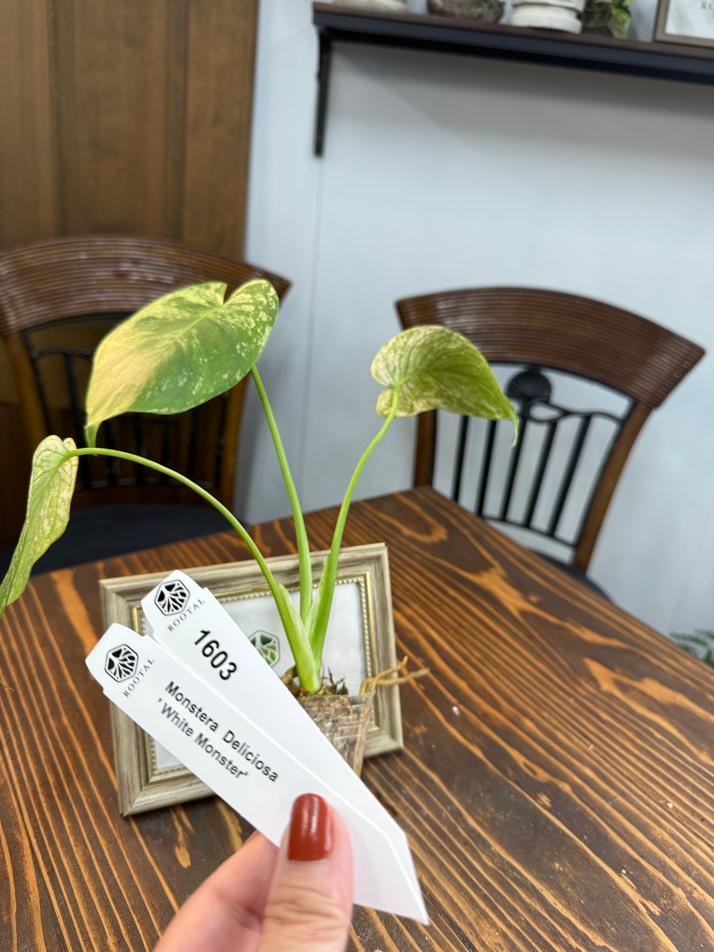 ホワイトモンスター | ROOTALPLANTS