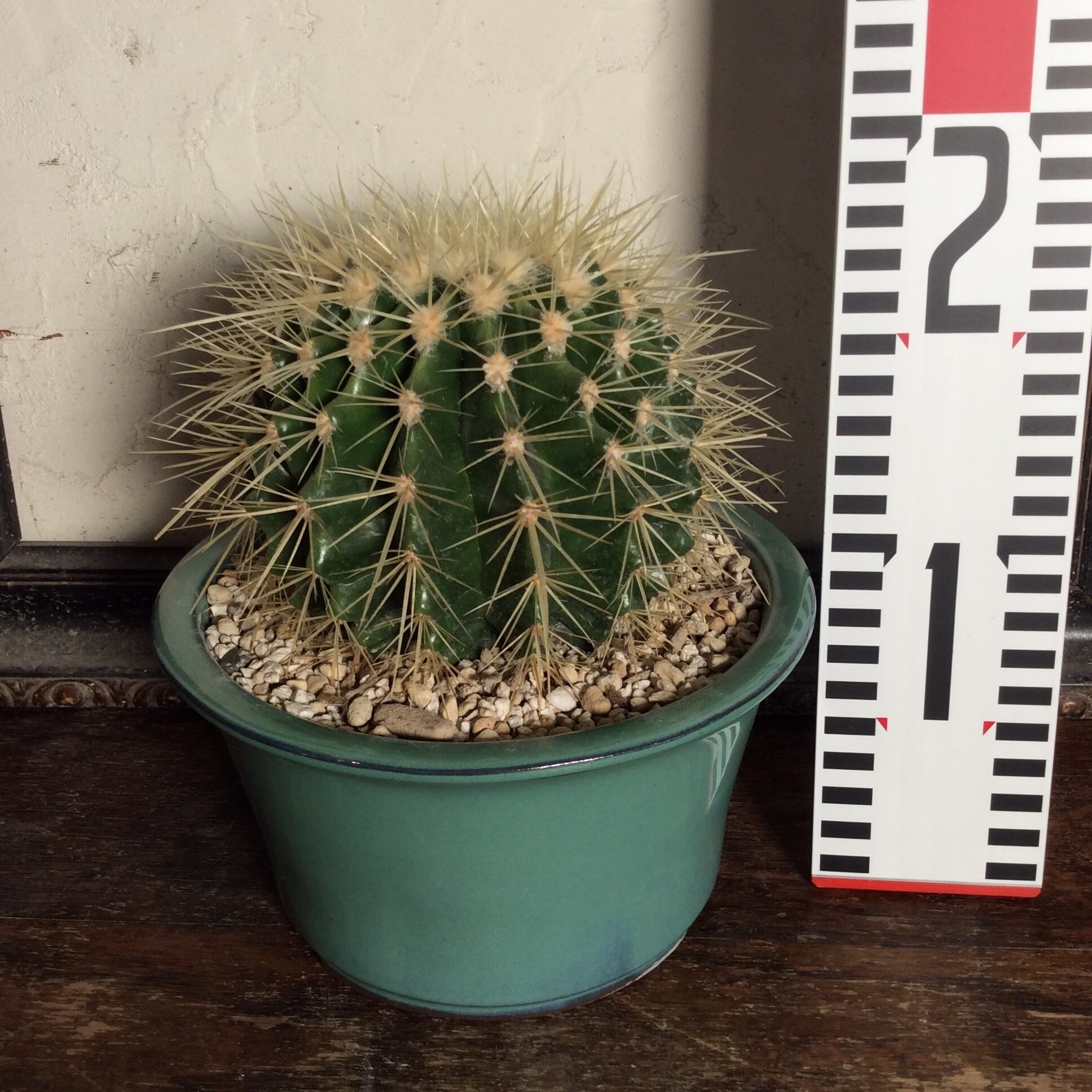 サボテン 竜神木 柱サボテン カット苗 サイズ選択可能 多肉植物 金鯱