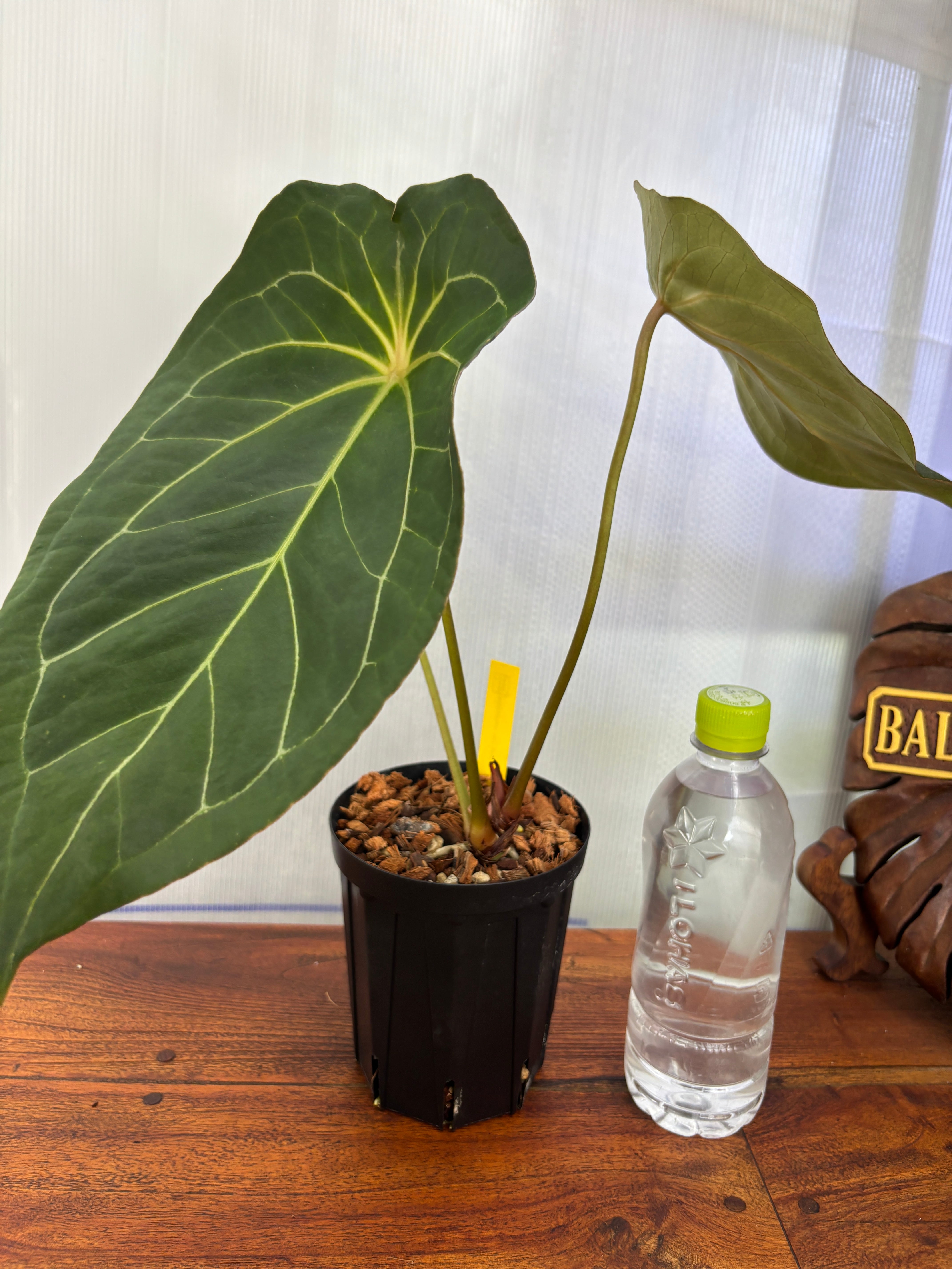 Anthurium | BALI-AN 園芸